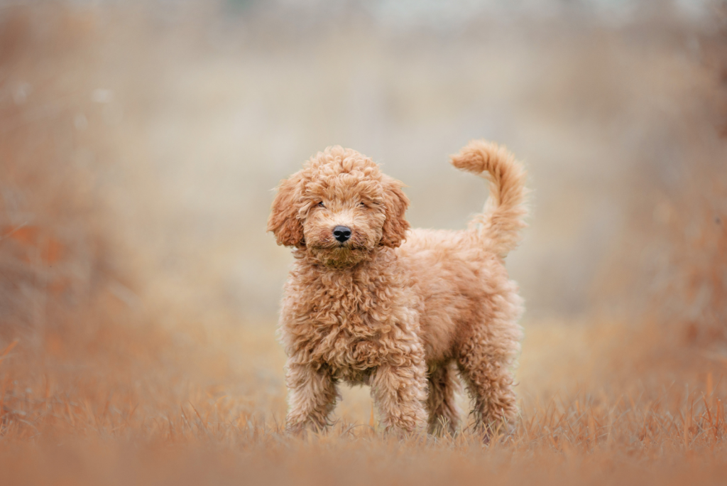 7 Labradoodle Haircuts You Won T Be Able To Resist   Labradoodle Standing In A Field 1024x684 