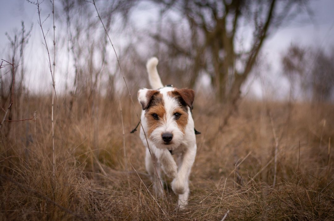 10 Most Reputable Parson Russell Terrier Breeders In The USA