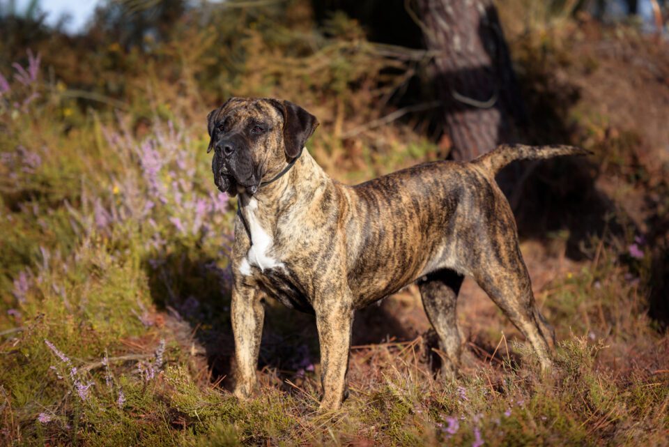 presa-canario-growth-chart-for-big-dog-lovers