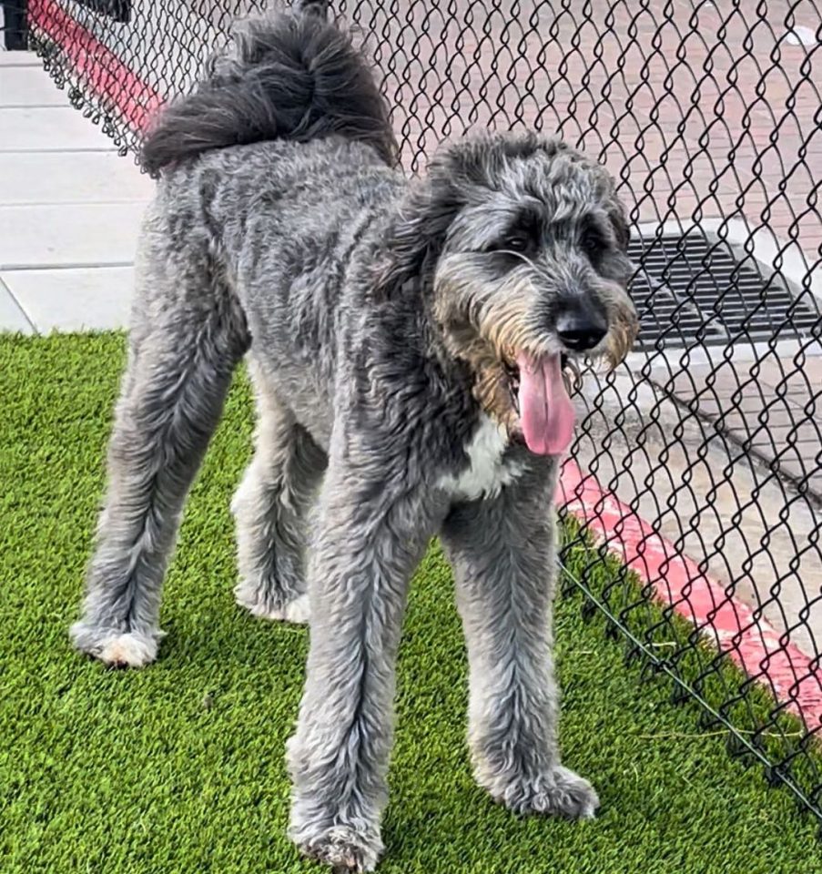 Is The Great Pyrenees Poodle Mix (the Pyredoodle) For You?