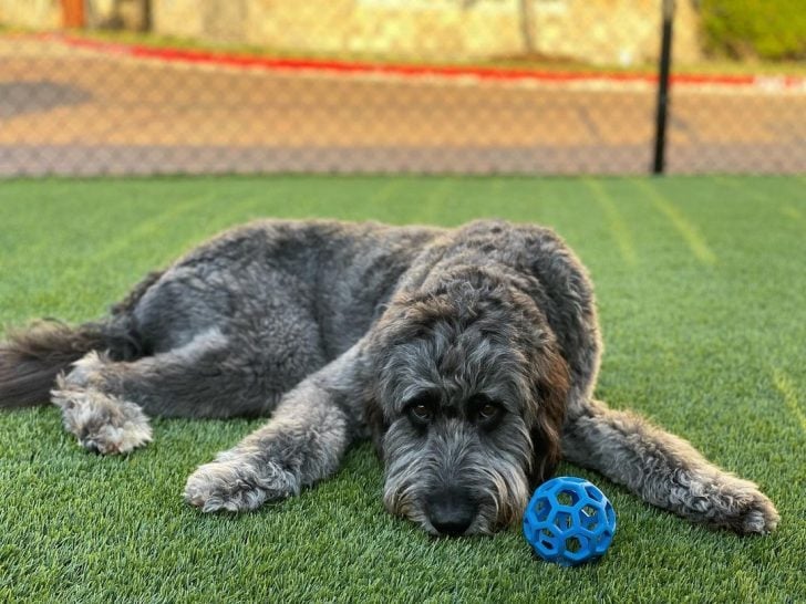 Is The Great Pyrenees Poodle Mix (the Pyredoodle) For You?