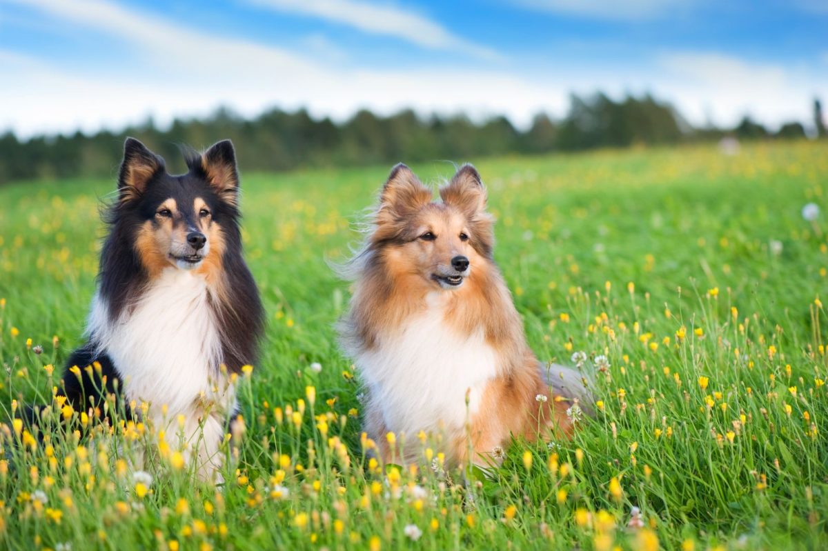 19 Dog Breeds With Rose Ears - A Rose For Everyone’s Garden