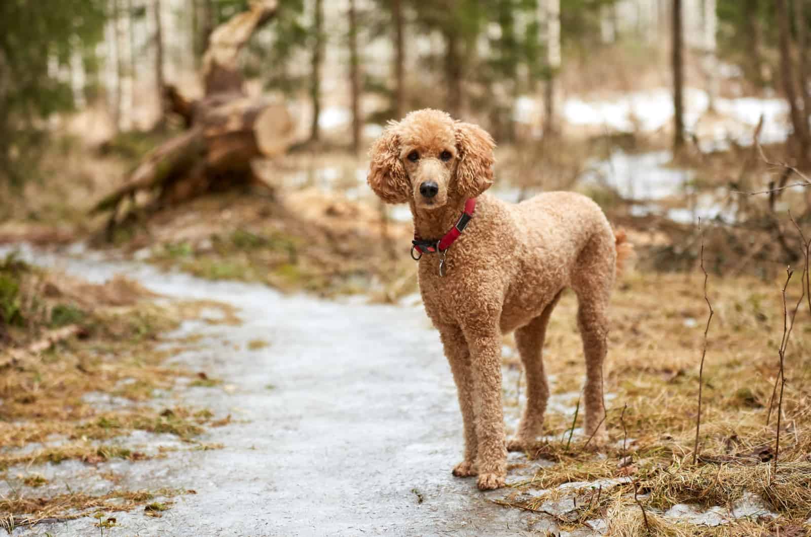 Standard Poodle Growth Chart Keeping Track Of Poodle Size