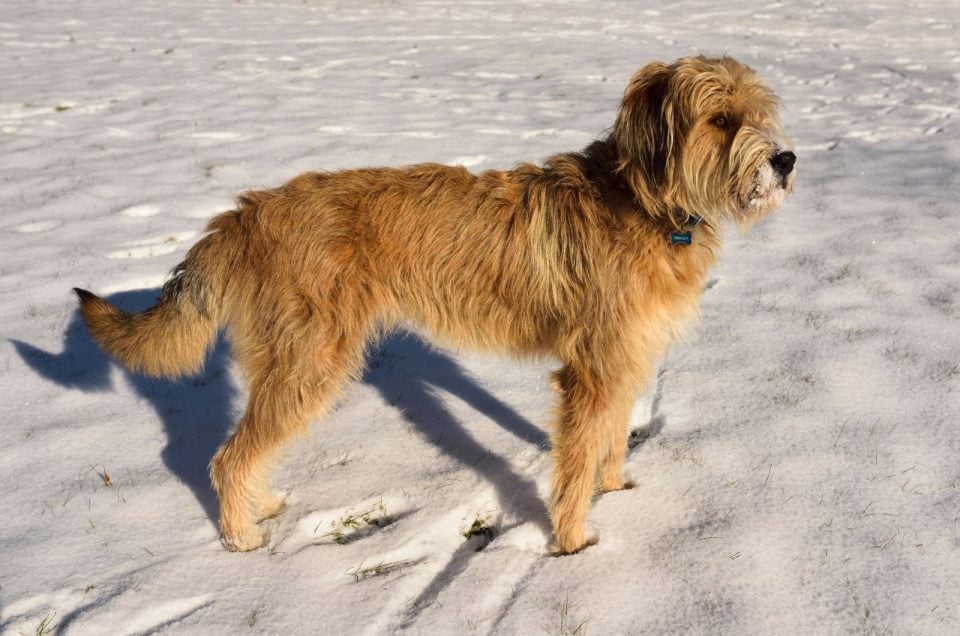 Is The Great Pyrenees Poodle Mix (the Pyredoodle) For You?