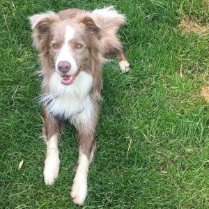 Tri Color Border Collies And More: The Colors Of The Collie