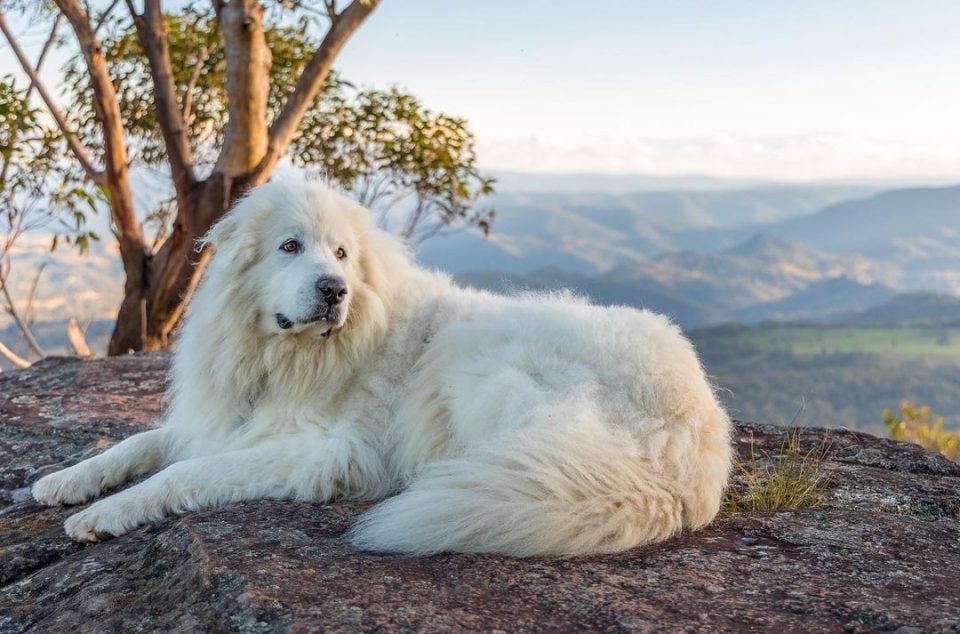 the-only-great-pyrenees-growth-chart-you-will-ever-need