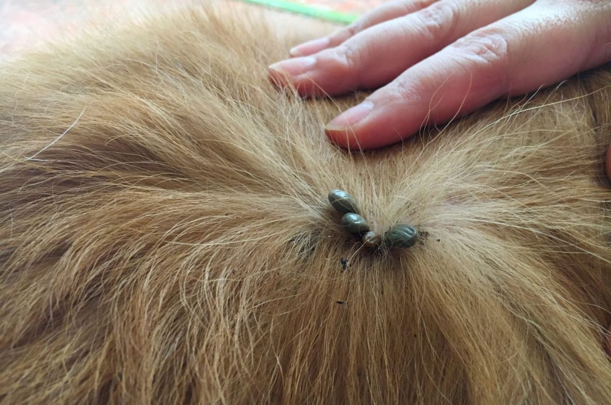 What’s With That Tick Scab On Dog? Tick Removal 101