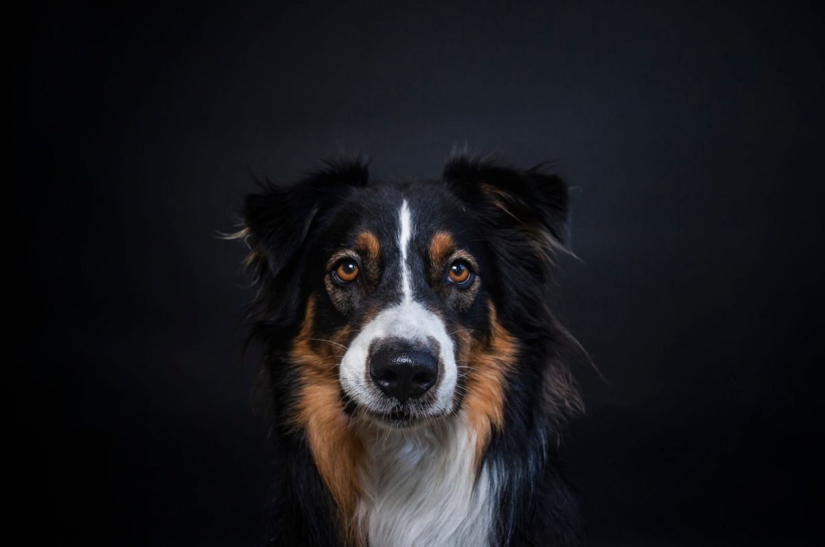 Tri Color Border Collies And More: The Colors Of The Collie