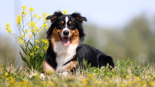 Tri Color Border Collies And More: The Colors Of The Collie