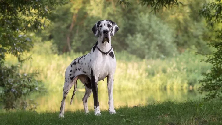 are great danes lazy