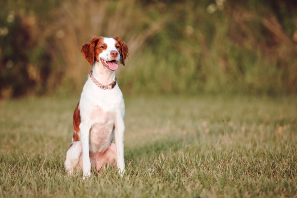 11 Brittany Spaniel Breeders In U.S.: Quality Comes First