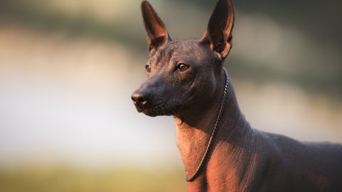 Why Are There So Many Mexican Street Dogs?