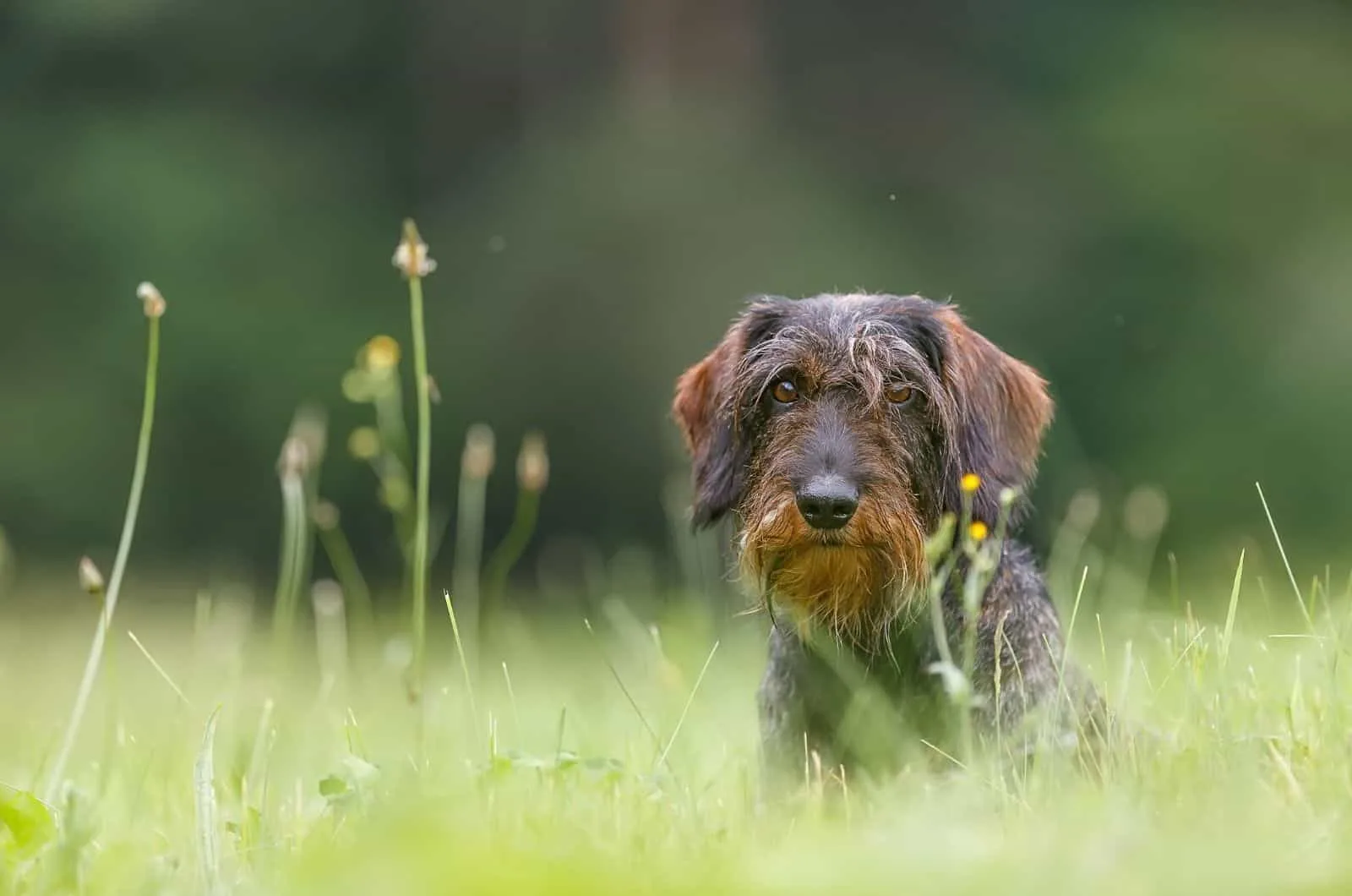 The Dashing Wire-Haired Dachshund