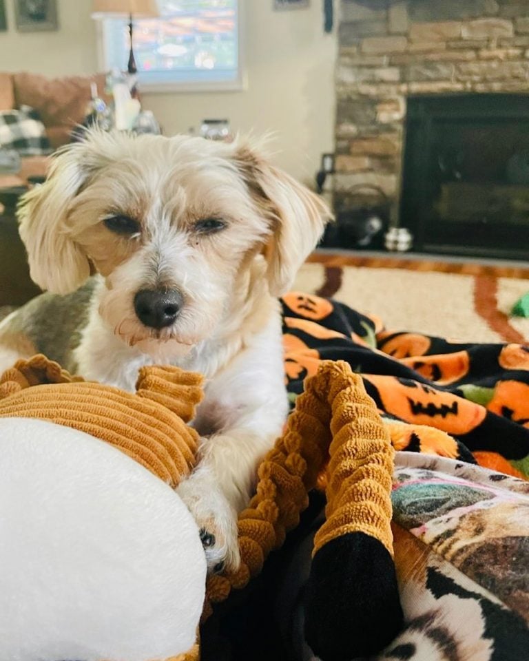 This Jack Russell Yorkie Mix Is The Hybrid You Need