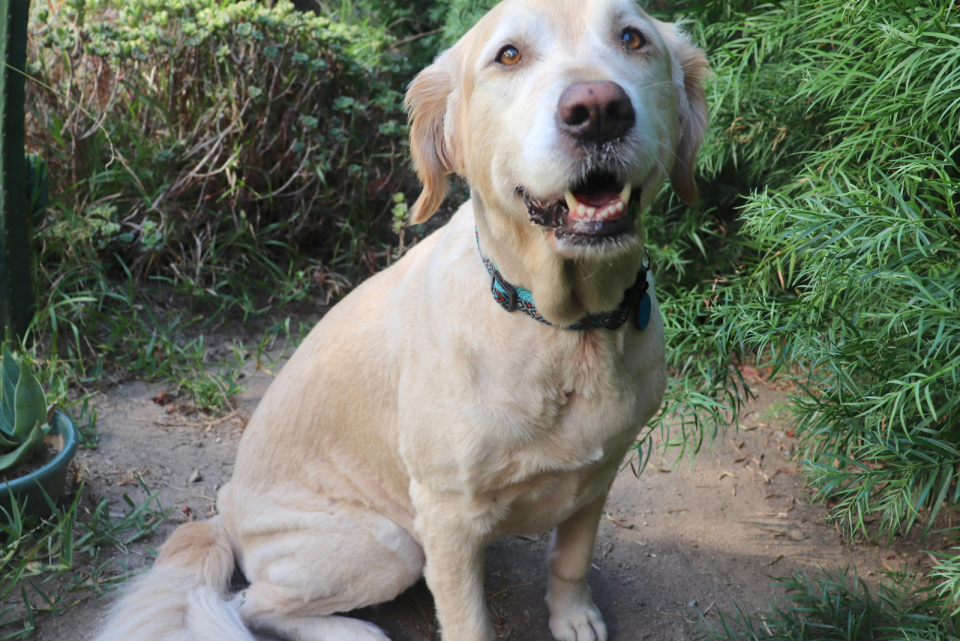 Is Shaved Golden Retriever A Good And Safe Solution?