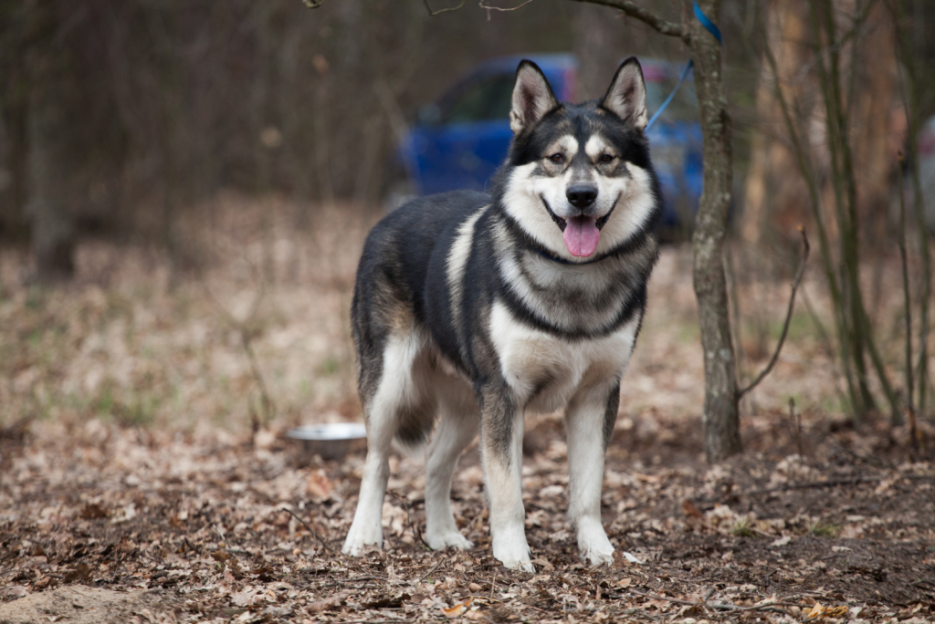 Top 5 Agouti Husky Breeders In U.S.