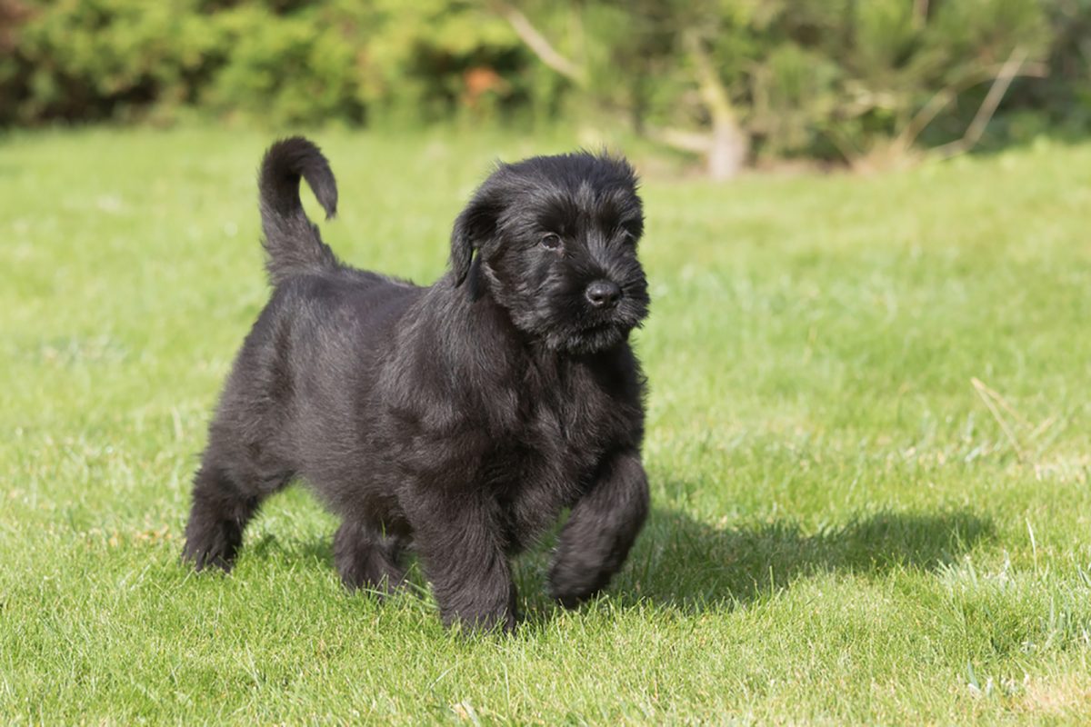 10 Best Giant Schnauzer Breeders In the USA