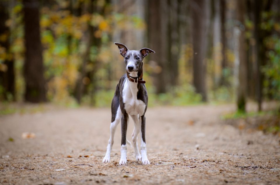 whippet-growth-chart-is-my-whippet-normal