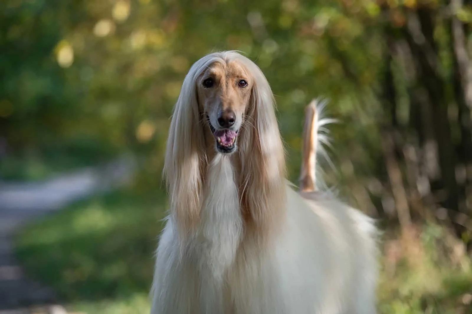 are windhound hypoallergenic