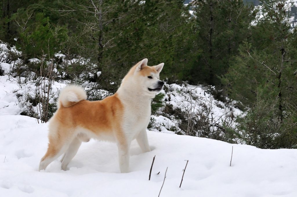 22 Spectacular Dogs That Look Like Huskies