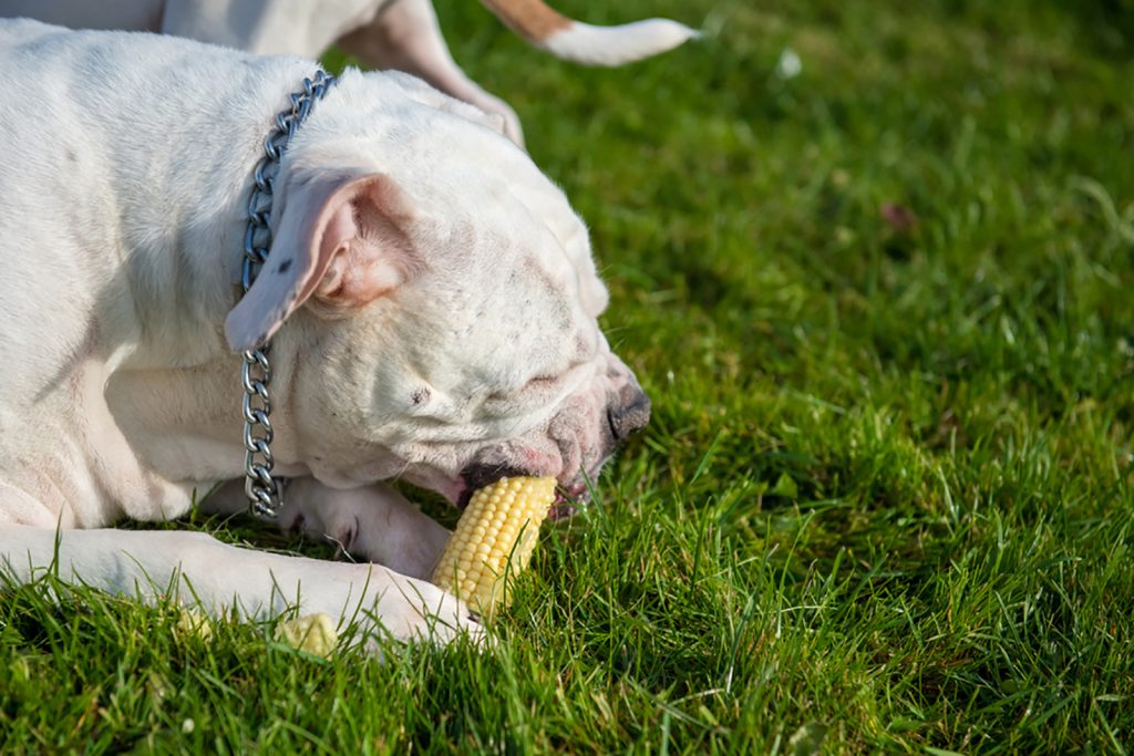 American Bully Raw Diet — Is It Good Or Bad?