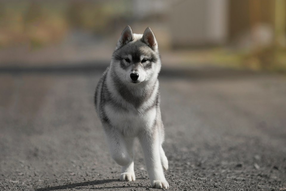 Top 5 Agouti Husky Breeders In U.S.