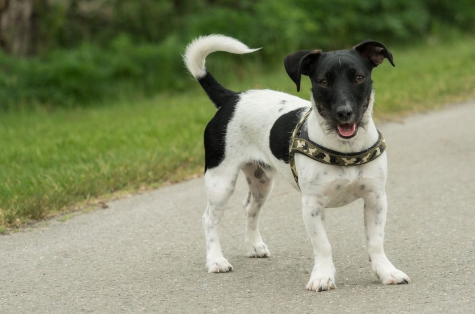 jack russell terrier black and white