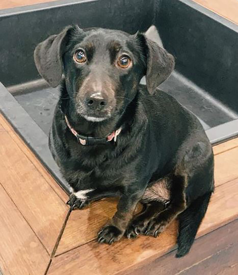 The Border Collie Dachshund Mix — Who’s The Smartest Hot Dog?