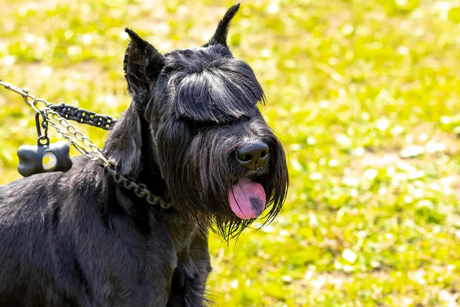 mini schnauzer ear cropping