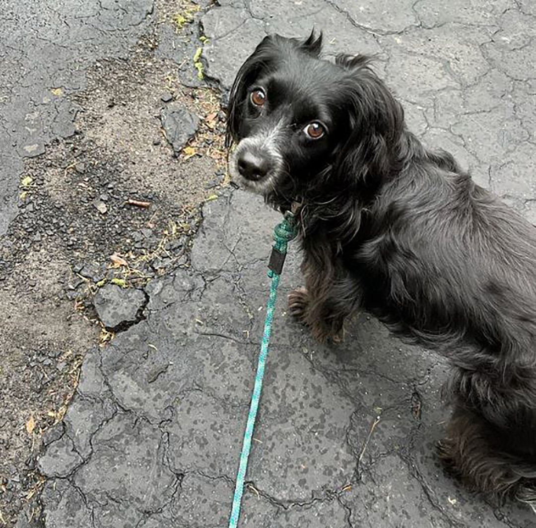 The Border Collie Dachshund Mix — Who’s The Smartest Hot Dog?