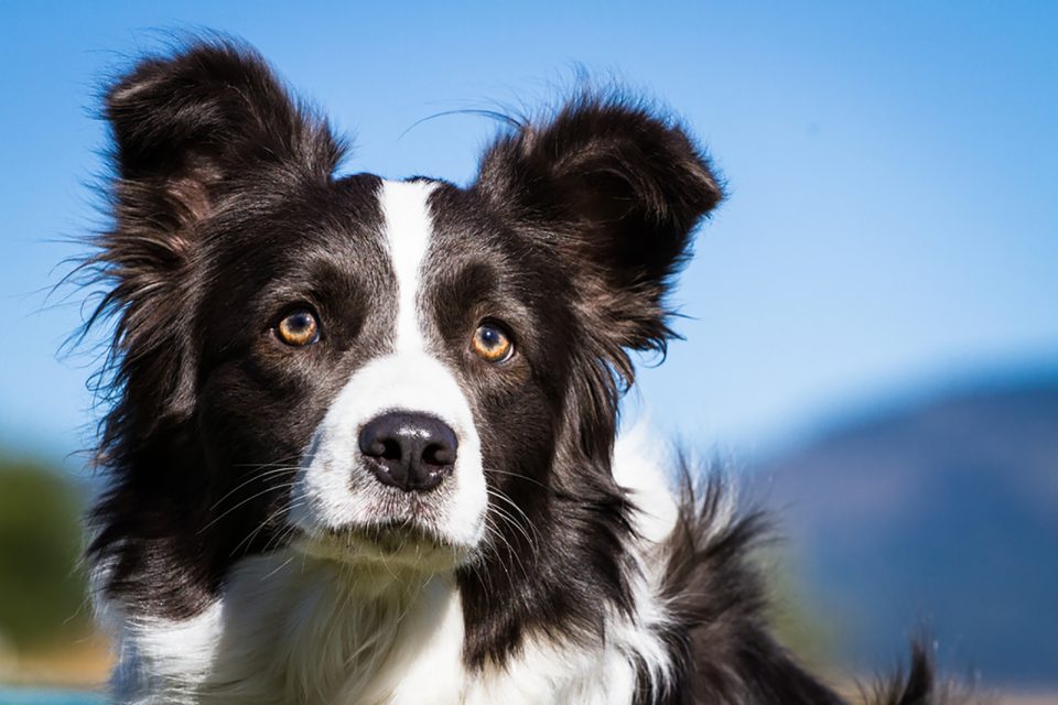 The Border Collie Dachshund Mix — Who’s The Smartest Hot Dog?