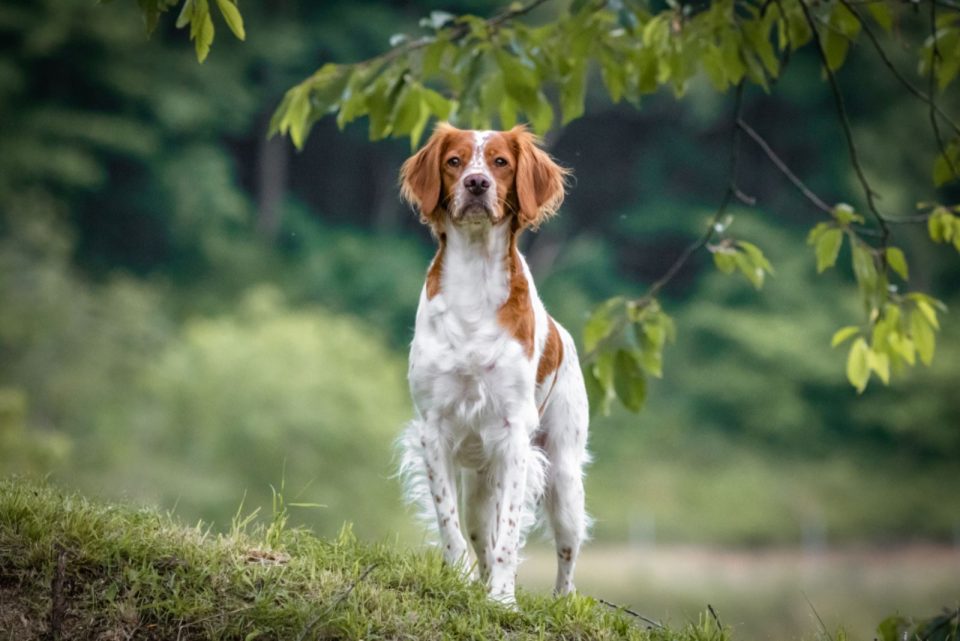 11 Brittany Spaniel Breeders In U.S.: Quality Comes First