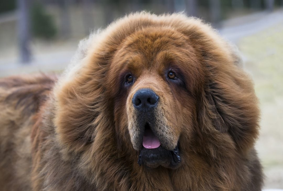 Tibetan Mastiff Growth Chart Shows The Size Of Fluffy Giants