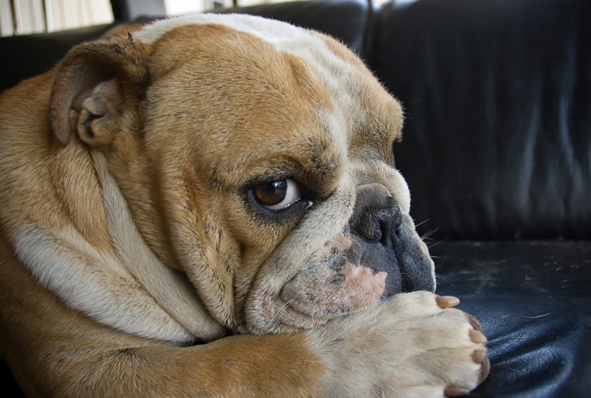 7 Reasons For Dog Side Eye And Dogs That Have Perfected It