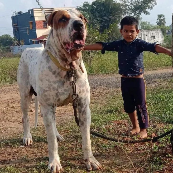 The Pakistani Bully Dog Price: How Much Does It Really Cost?