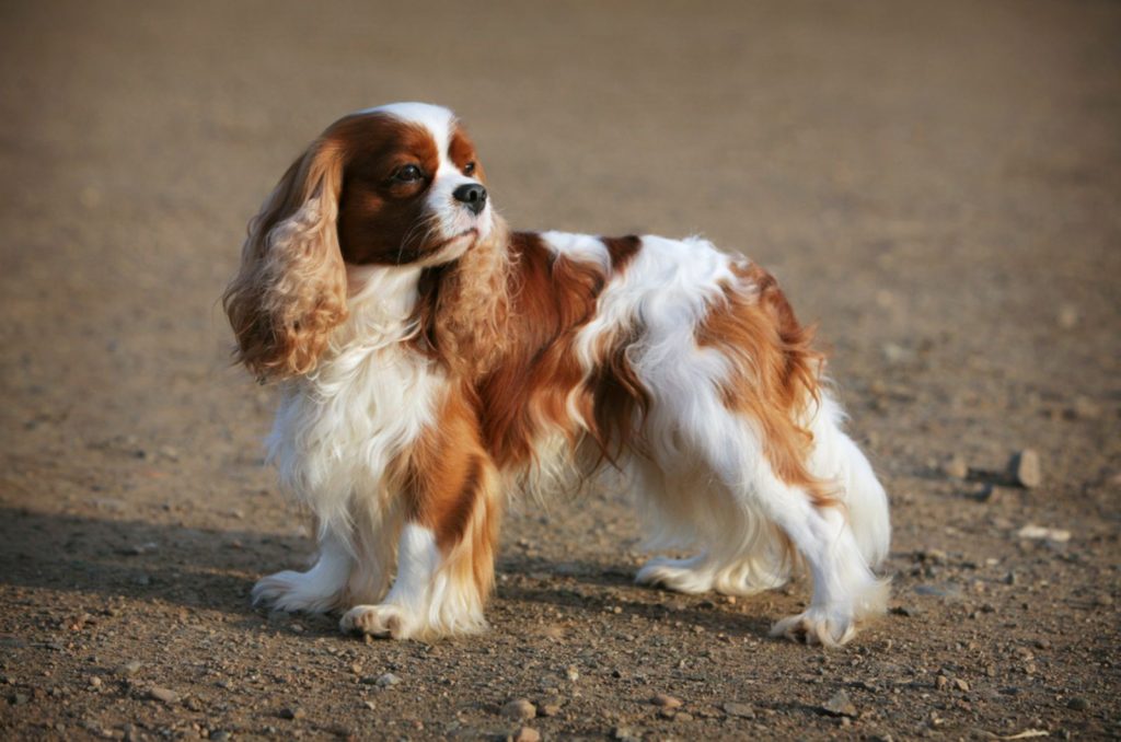 Cavalier King Charles Spaniel Growth Chart: Growing Up Royal