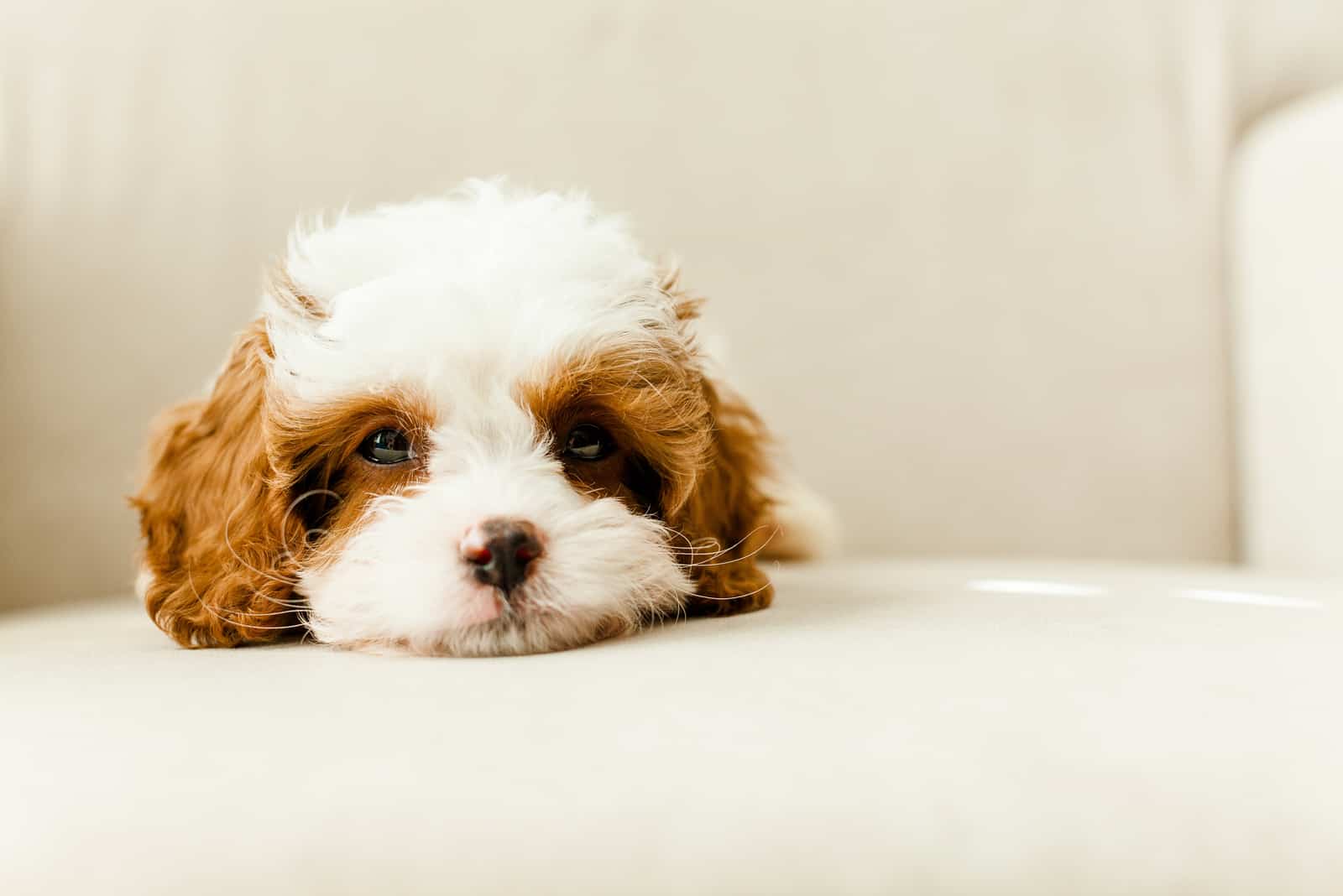 5 Cavapoo Breeders In Virginia For Mixed Breed Enthusiasts