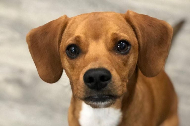 26 Beagle Mixes, So Adorable To Die For