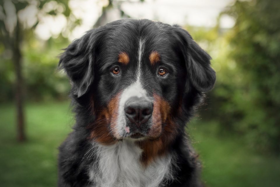 Bernese Mountain Dog Growth Chart For Pups And Adults