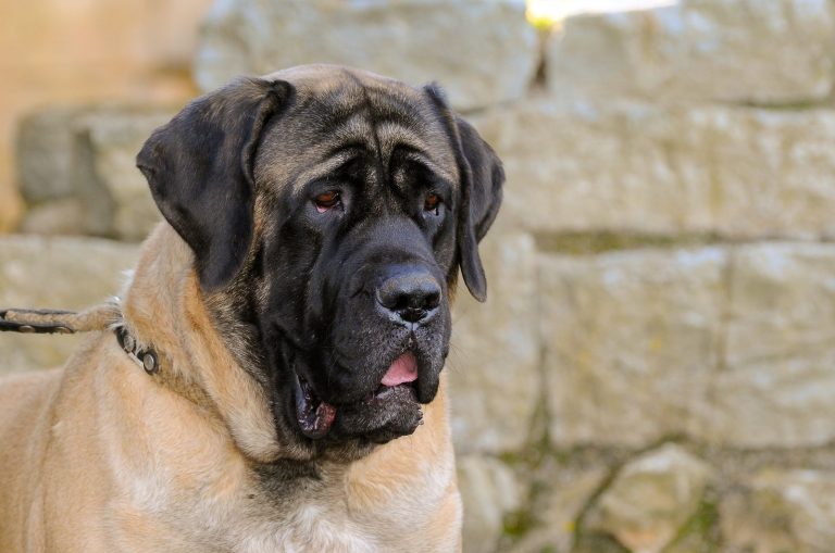 English Mastiff Growth Chart - How Big Do They Get?