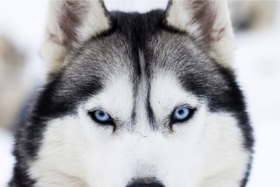 25 Different Types Of Huskies That Will Blow You Away