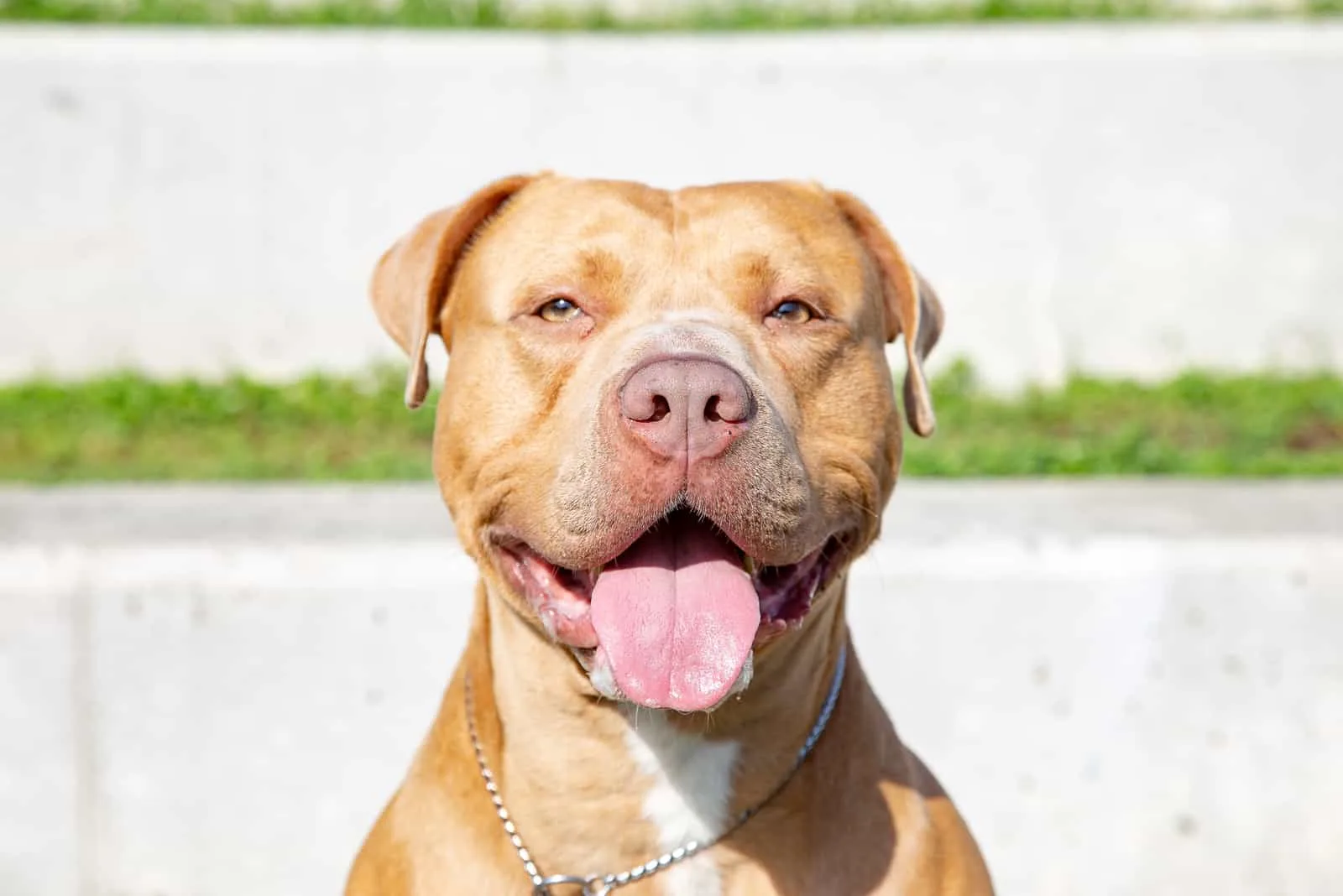 Top 7 Reputable Pitbull Breeders In Texas