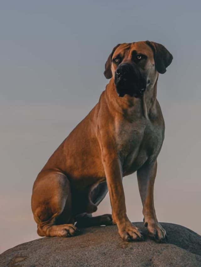 7 Boerboel Mixes That Will Surprise You - PupVine