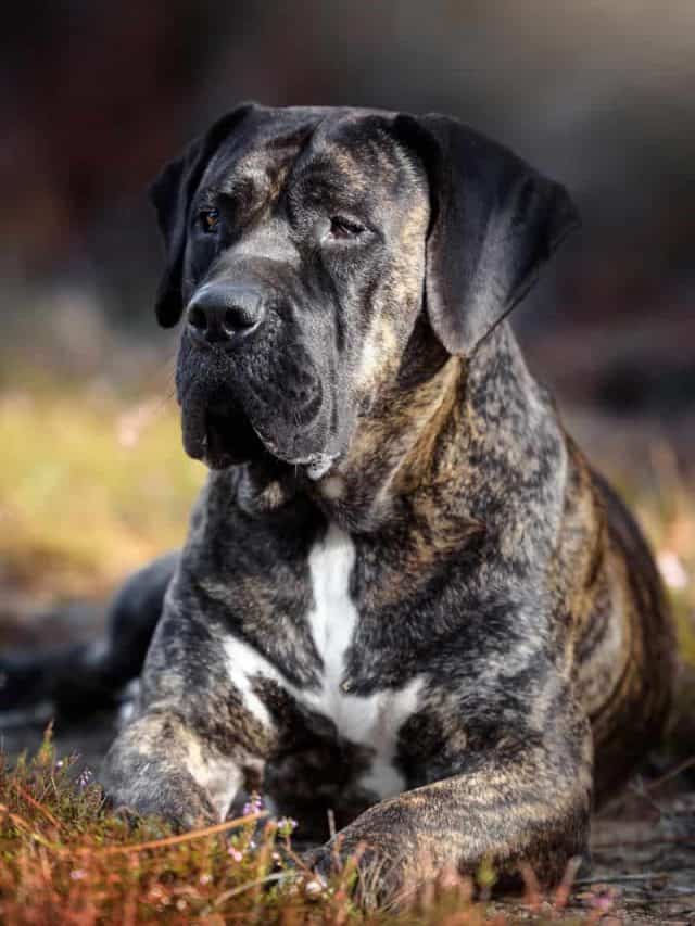 5 Facts About The Presa Canario Growth Chart For Big Dog Lovers - PupVine