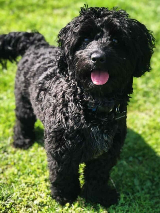 blue heeler poodle mix