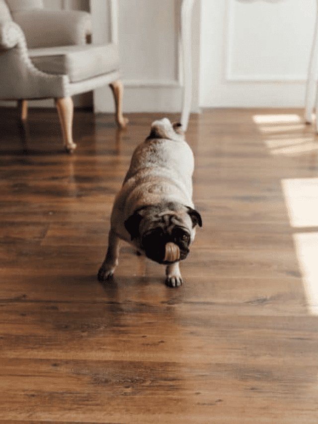 Why Do Dogs Scratch The Floor? 5 Reasons And Solutions PupVine