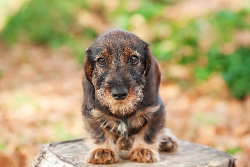 10 Reputable Wire Haired Dachshund Breeders In The U S   Cute Dachshund Puppy Sitting 1024x683 