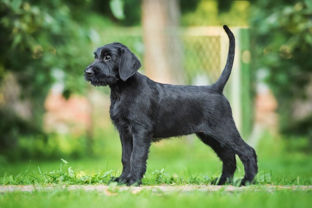 10 Best Giant Schnauzer Breeders In the USA