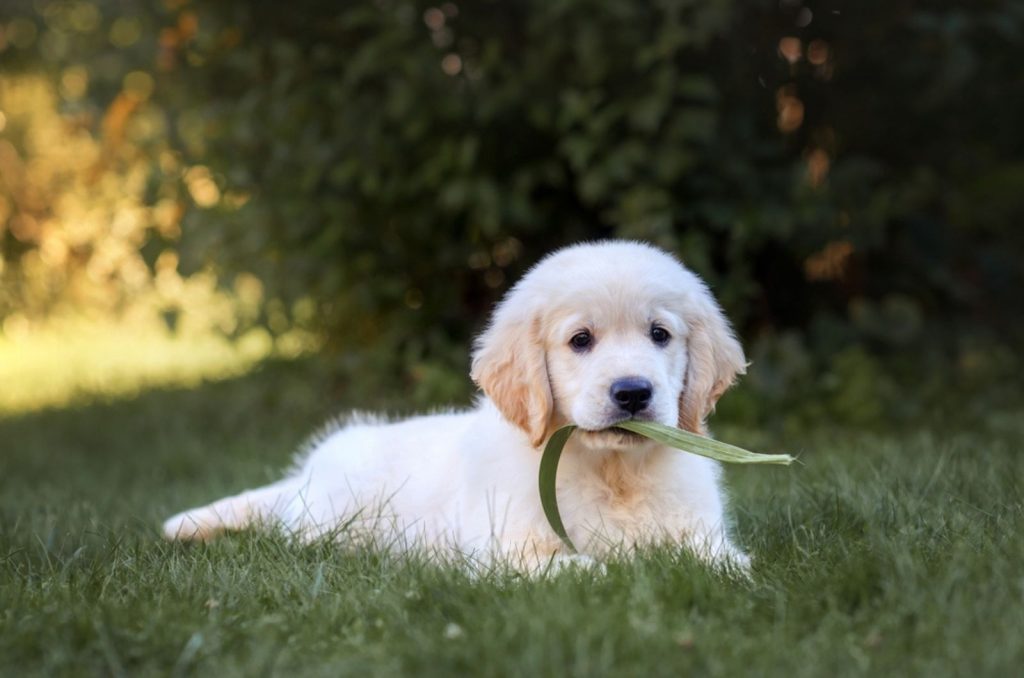 9 Golden Retriever Breeders In Quebec Province S Best   Cute Golden Retriever Puppy 1024x678 