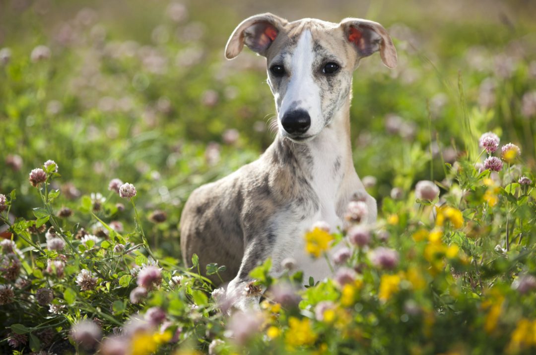 whippet-growth-chart-is-my-whippet-normal